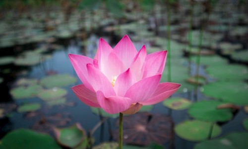 养森瘦瘦包功效网-分享养森瘦瘦包真假对比，养森瘦瘦包官方旗舰店知识库